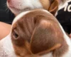 Jack Russell