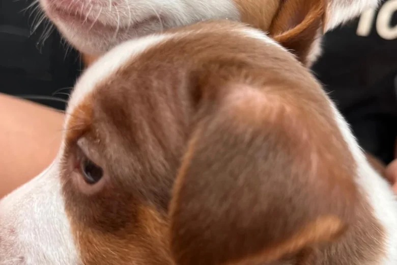 Jack Russell