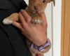 Jack Russell