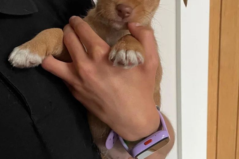 Jack Russell