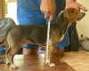 Jack Russell