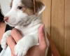 Jack Russell