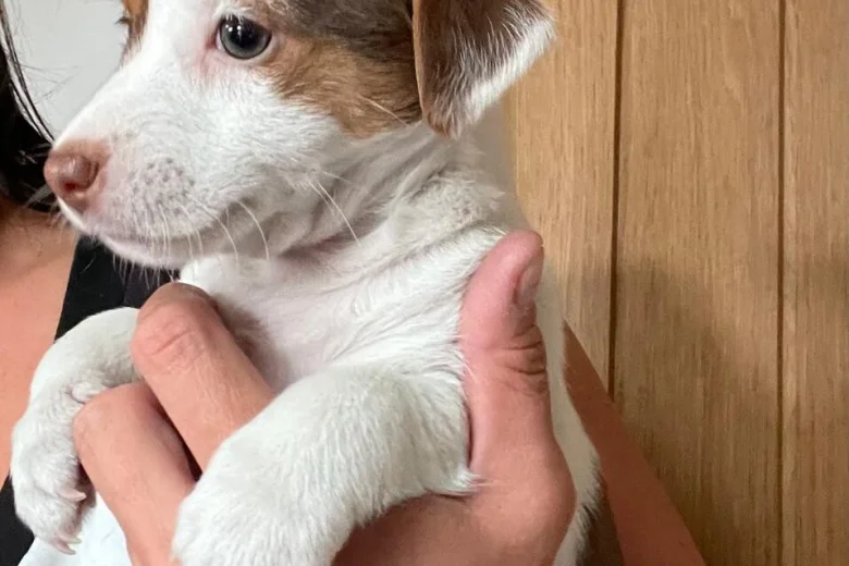 Jack Russell