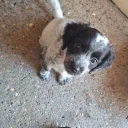 Jackapoo