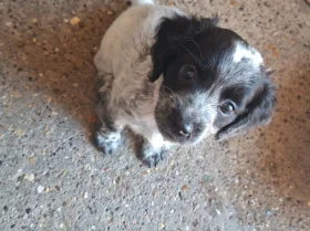 Jackapoo