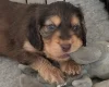 Cocker Spaniel (Show)