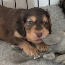 Cocker Spaniel (Show)