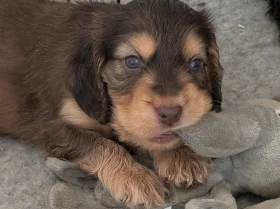Cocker Spaniel (Show)