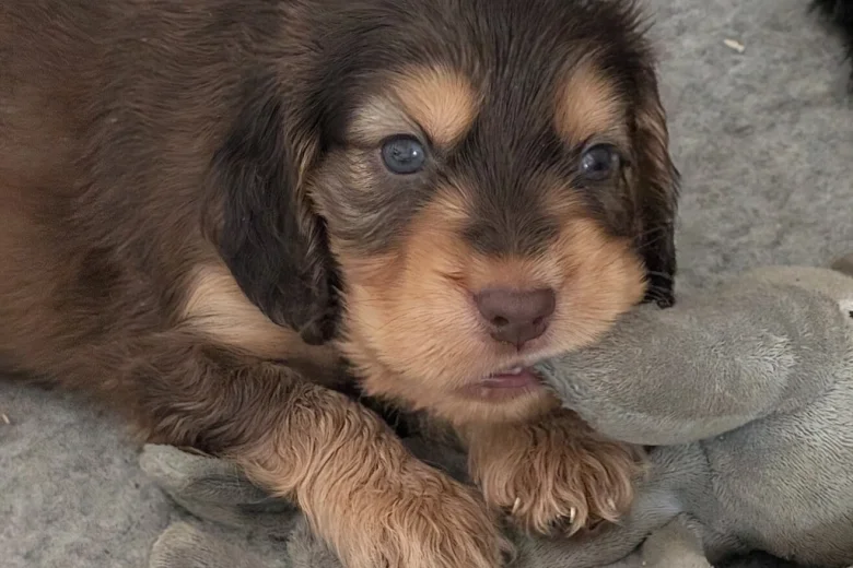 Cocker Spaniel (Show)