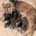 Cocker Spaniel (Show)