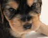 Cocker Spaniel (Show)