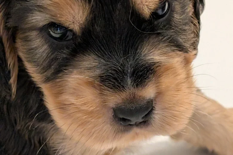 Cocker Spaniel (Show)