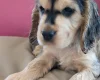 Cocker Spaniel (Show)