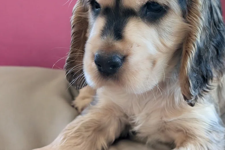 Cocker Spaniel (Show)