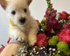 West Highland White Terrier