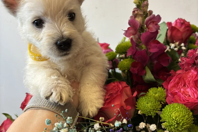 West Highland White Terrier