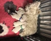West Highland White Terrier