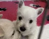 West Highland White Terrier