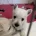 West Highland White Terrier