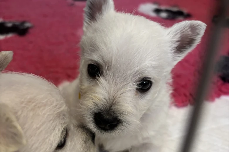 West Highland White Terrier