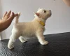 West Highland White Terrier