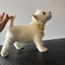 West Highland White Terrier