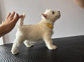 West Highland White Terrier