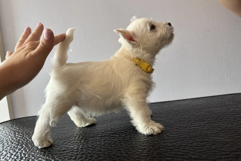 West Highland White Terrier