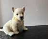 West Highland White Terrier