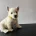 West Highland White Terrier