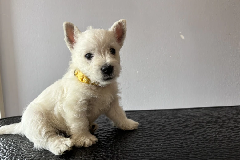 West Highland White Terrier