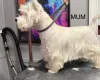 West Highland White Terrier