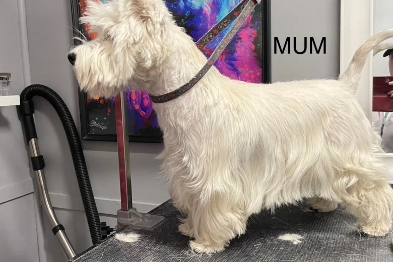 West Highland White Terrier