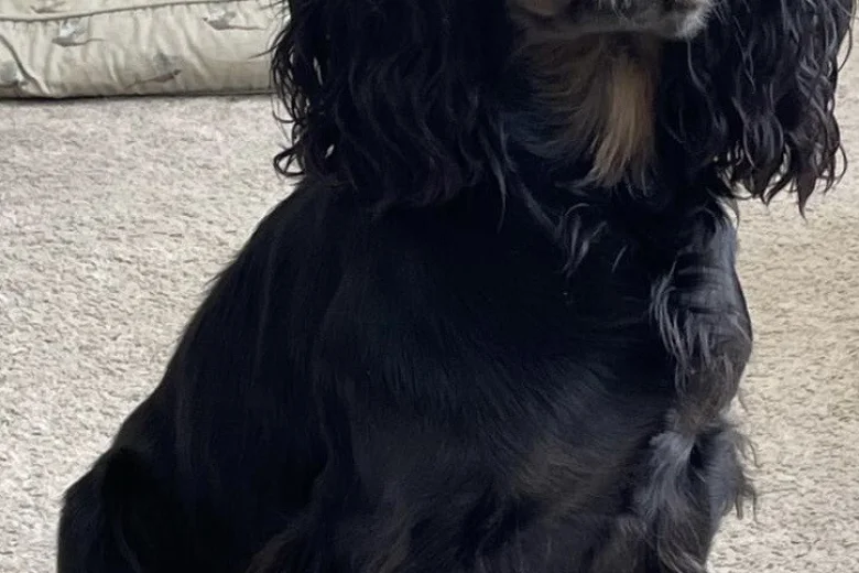 Cocker Spaniel (Working)