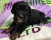 Cocker Spaniel (Working)