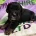 Cocker Spaniel (Working)