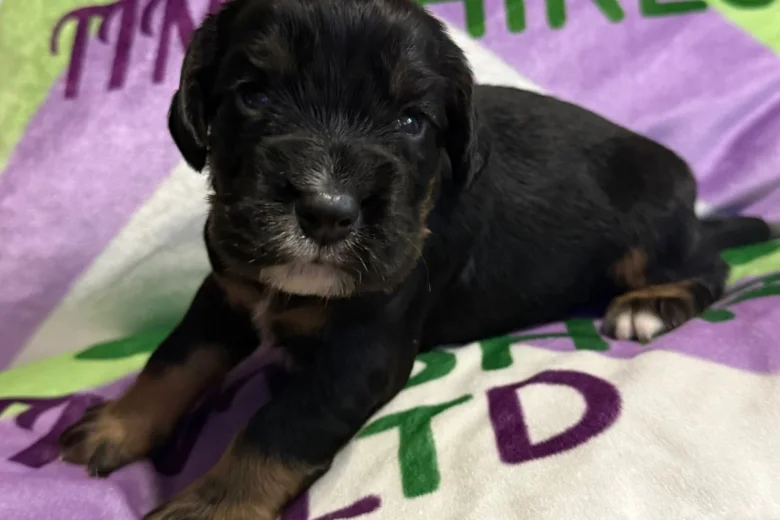 Cocker Spaniel (Working)