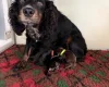 Cocker Spaniel (Working)
