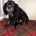 Cocker Spaniel (Working)