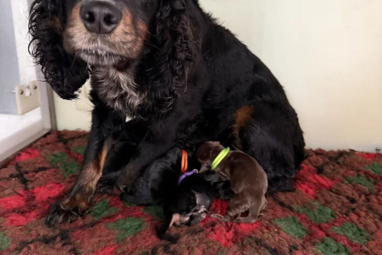 Cocker Spaniel (Working)