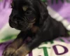 Cocker Spaniel (Working)