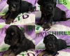 Cocker Spaniel (Working)