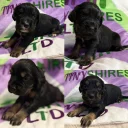 Cocker Spaniel (Working)