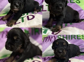Cocker Spaniel (Working)