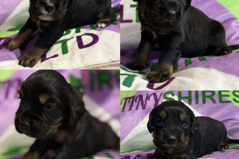 Cocker Spaniel (Working)