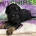 Cocker Spaniel (Working)