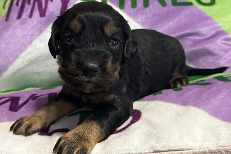 Cocker Spaniel (Working)
