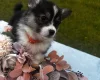 Welsh Corgi Pembroke