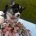 Welsh Corgi Pembroke