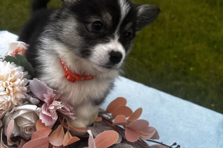 Welsh Corgi Pembroke